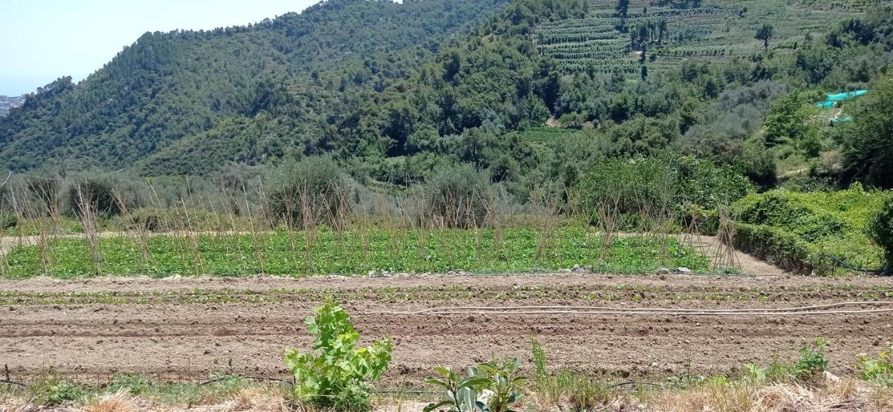 Agriturismo Vecchio Frantoio Villatella Bagian luar foto